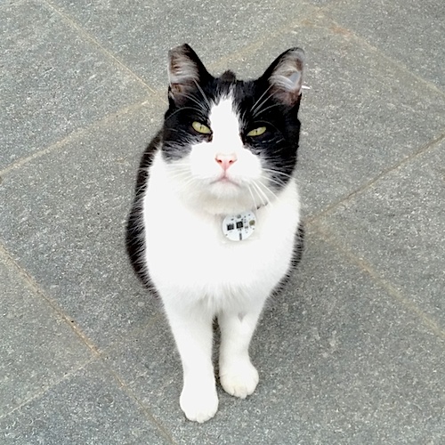 a cat wearing a proximity sensor